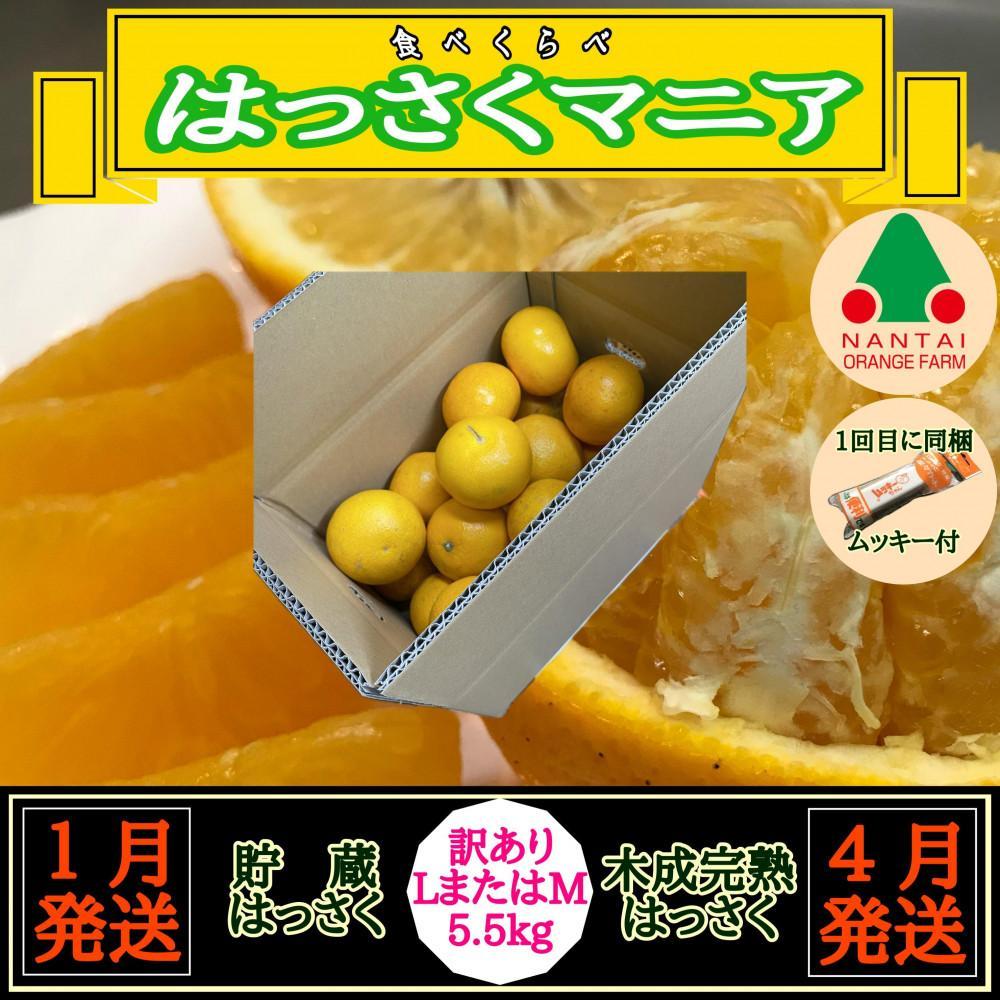 【ふるさと納税】1・4月発送 全2回 定期便 はっさく マニア 貯蔵 ＆ 木成完熟 訳あり傷多め L または M 5.5kg 茶箱 和歌山 有田 南泰園 | 蜜柑 フルーツ 果物 くだもの 食品 人気 おすすめ 送料無料｜和歌山県有田川町