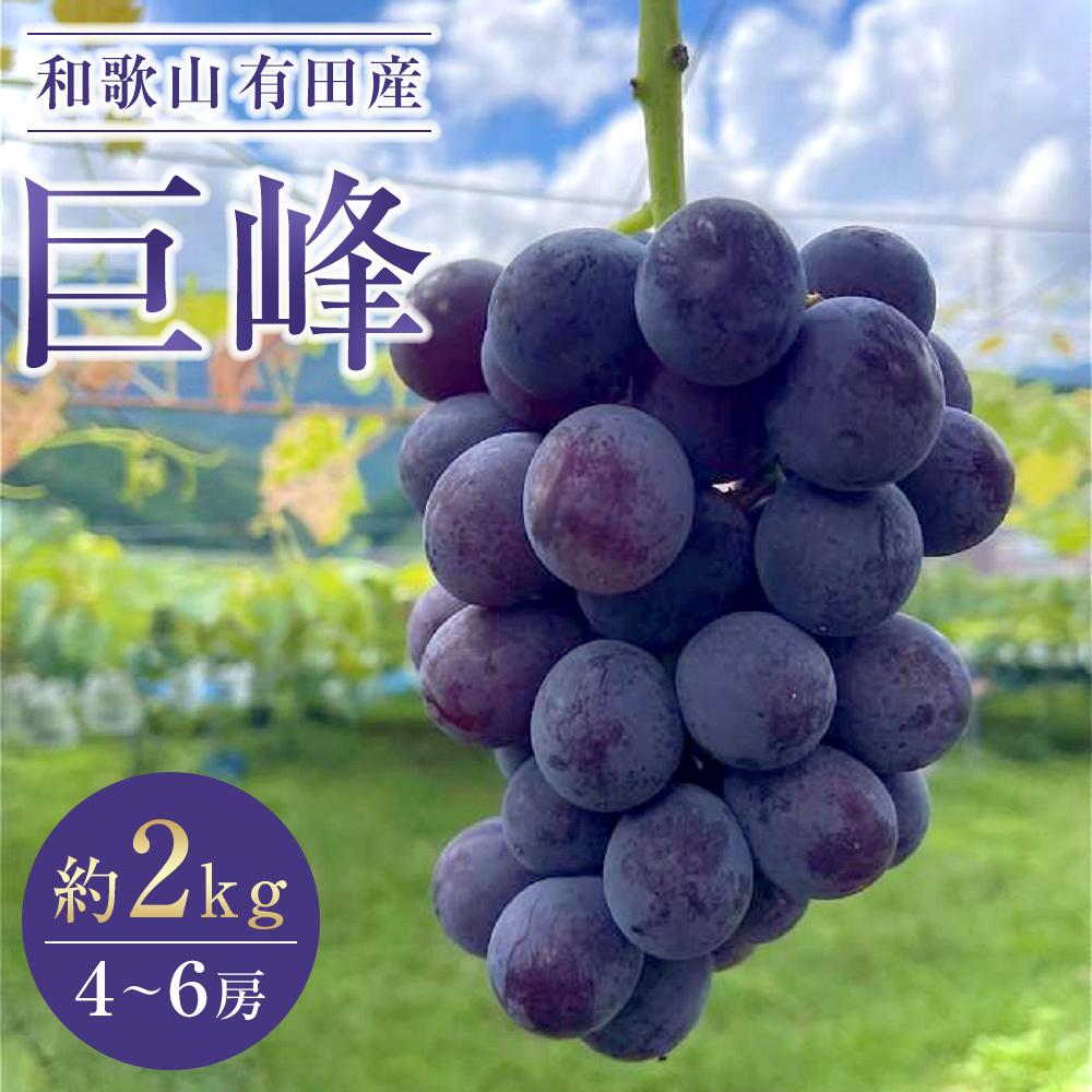 【ふるさと納税】先行予約 和歌山 有田産 巨峰 約2kg 4～6房 ぶどう フルーツ 果物 【2025年8月中旬以降発送】 | フルーツ 果物 くだもの 食品 人気 おすすめ 送料無料 数量限定 ぶどう お取り寄せ グルメ 期間限定