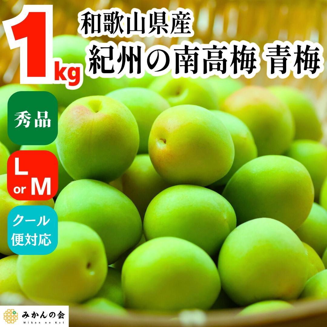 【ふるさと納税】[2025年6月上旬出荷] 青梅 南高梅 約1kg 秀品 LまたはMサイズ 和歌山県産 A品 梅酒作り用 梅ジュース作り用 | 梅酒 梅ジュース 青梅 梅 フルーツ 果物 くだもの 食品 人気 おすすめ 送料無料