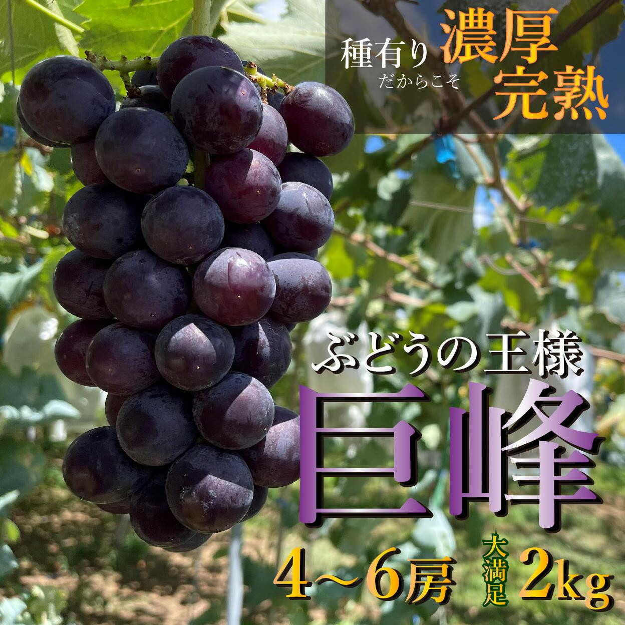 【ふるさと納税】【先行予約】 巨峰 4～6房 2kg  2025年8月下旬発送開始  朝採れ 新鮮 減農薬 和歌山県 巨峰村 農園直送 | 果物 フルーツ ぶどう ブドウ 葡萄 産直 産地直送 おすすめ お取り寄せ 先行予約 期間限定 数量限定