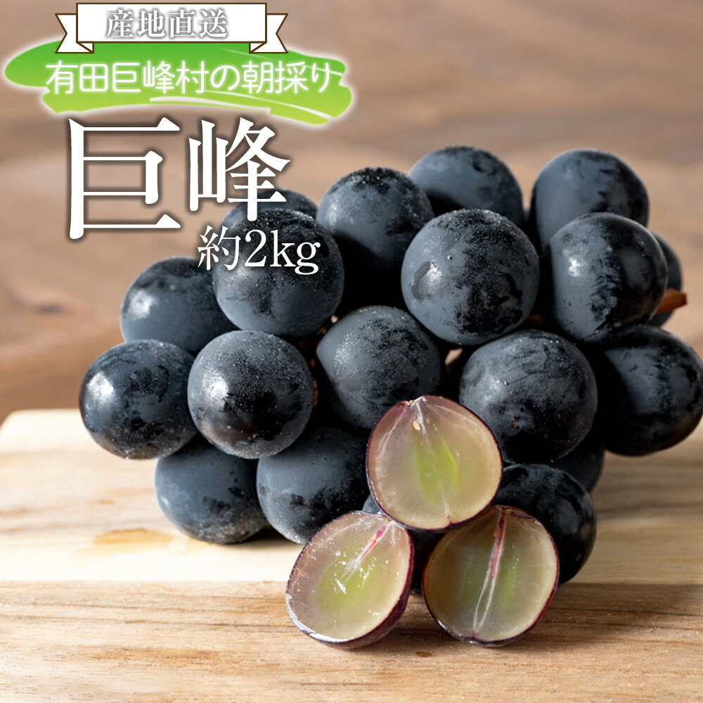 【ふるさと納税】［先行予約］[産直]有田巨峰村の朝採り巨峰　約2kg★2026年8月中旬頃より順次発送 | 有田川町 巨峰 朝採り フルーツ 果物 人気 おすすめ 和歌山 産地直送 家庭用 箱入り 夏ギフト ふるさと納税