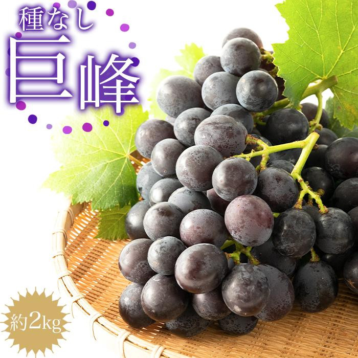 【ふるさと納税】［先行予約］種なし巨峰　約２kg［2026年8月上旬以降順次発送］ | 果物 フルーツ ぶどう ブドウ 葡萄　産直　産地直送　和歌山県　おすすめ　お取り寄せ　先行予約 期間限定 数量限定