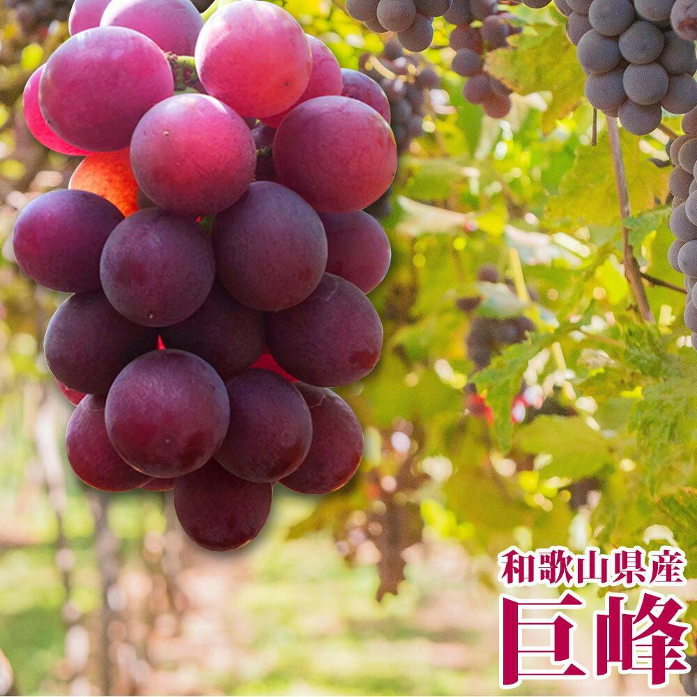【ふるさと納税】【8・9・12月 全3回】紀州産 巨峰とフルーツ定期便B(巨峰・梨・みかん) 【魚鶴商店】 | フルーツ 果物 くだもの 食品 人気 おすすめ 送料無料 定期便|和歌山県有田川町