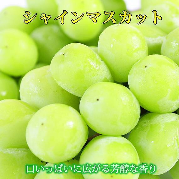【ふるさと納税】【8・9・12月 全3回】紀州産 シャインマスカットとフルーツの定期便B(シャインマスカット・梨・みかん) 【魚鶴商店】 | フルーツ 果物 くだもの 食品 人気 おすすめ 送料無料 定期便|和歌山県有田川町