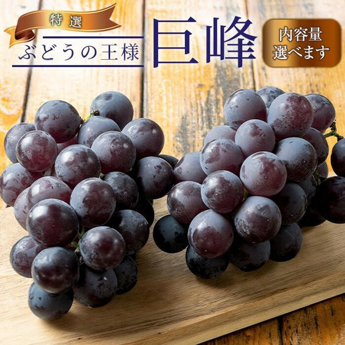 【ふるさと納税】ぶどうの王様 農家直送 朝採り濃厚巨峰［2026年・先行予約］ | 先行予約 和歌山 果物 くだもの フルーツ 巨峰 ぶどう ブランド 取り寄せ ご当地 期間限定