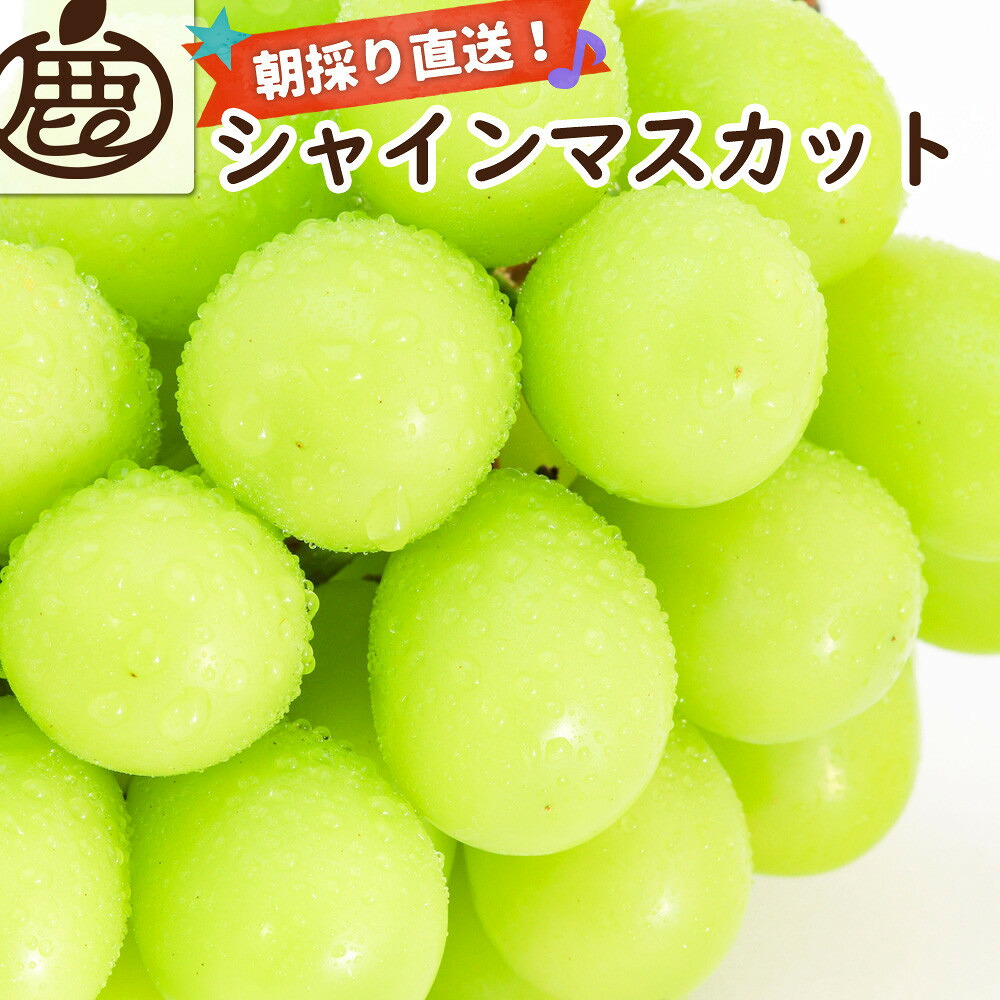 【ふるさと納税】［選べる容量］ ［先行予約］シャインマスカット 約1.2～3kg［朝採り］［フルーツ・果物］［そのまま食べられる］［2026年8月下旬頃から順次発送］ | ぶどう フルーツ 果物 くだもの 食品 人気 おすすめ 送料無料｜和歌山県有田川町 11,550円