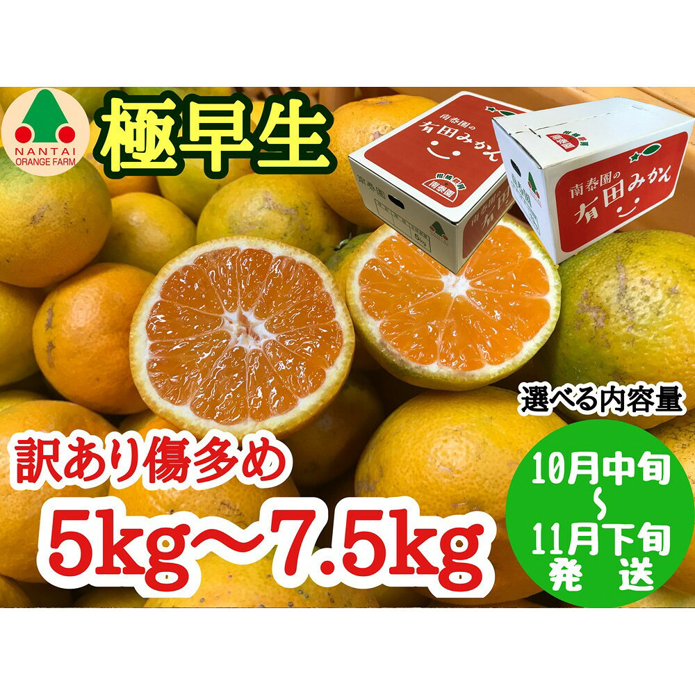 【ふるさと納税】【選べる容量】訳あり 傷多め 極早生 有田 みかん 約5kg or 約7.5kg L～SS サイズおまかせ 南泰園 和歌山 有田みかん｜和歌山県有田川町