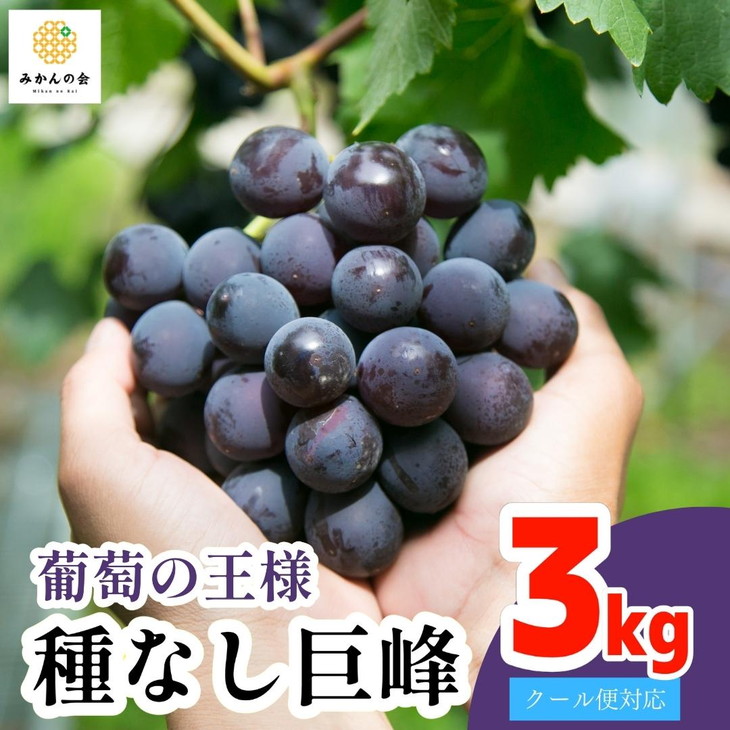 最適な価格 有田巨峰村 種なし巨峰 3kg 7〜9房 和歌山県産 産地直送 クール便対応 ぶどう フルーツ  みかんの会※2022年8月下旬〜9月中旬頃に順次発送予定 fucoa.cl