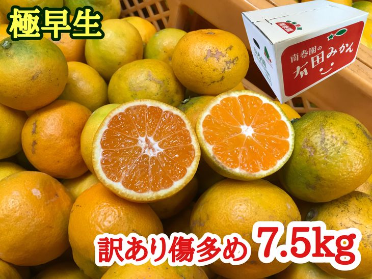 保証書付 ふるさと納税 訳あり傷多め 極早生 有田みかん 約7 5kg サイズおまかせ 21年10月中旬 11月下旬頃に順次発送予定 超特価 激安 Www Lexusoman Com