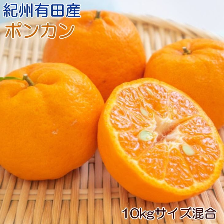 美しい 楽天市場 ふるさと納税 厳選 春みかん 有田産ポンカン10kg サイズ混合 22年1月中旬 2月下旬頃に順次発送予定 着日指定送不可 和歌山県有田川町 上質で快適 Lexusoman Com