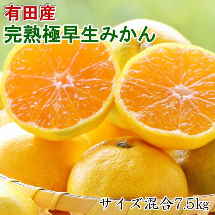 ふるさと納税 厳選 紀州有田の完熟極早生みかん約7 5kg サイズ混合 有田みかん みかん 7 5kg 極早生 混合 ミックス サイズ 和歌山県 有田川町 21年10月下旬 11月中旬頃に順次発送予定 樹上で完熟させた極早生みかんは一味違います なるべく涼しく風通しの良い場所で保管