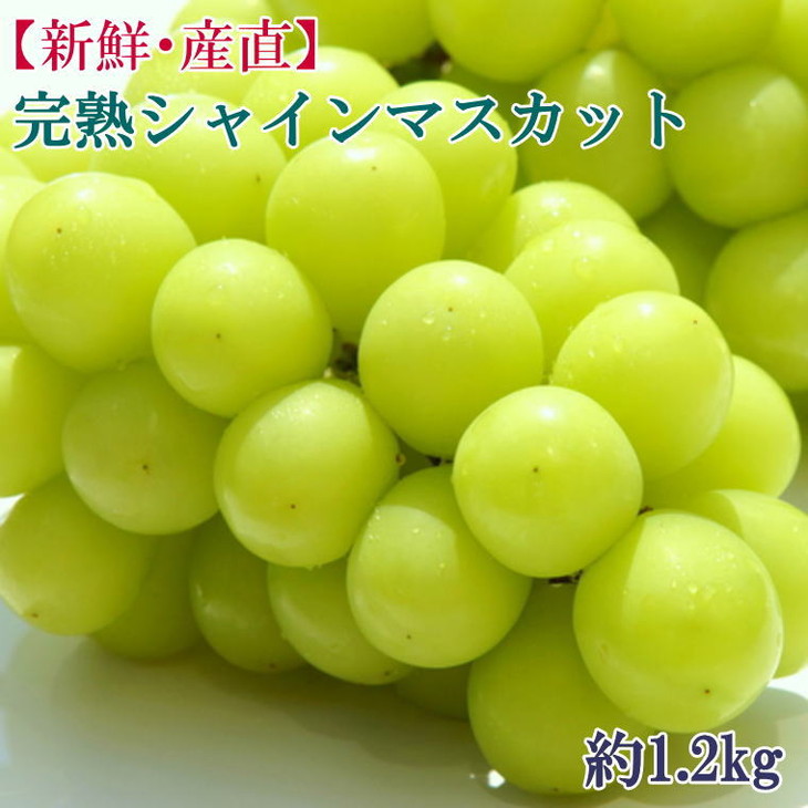 【ふるさと納税】【新鮮・産直】和歌山かつらぎ町産の完熟シャインマスカット約1.2kg ※北海道・沖縄・離島への配送不可 ※2025年8月下旬～9月下旬頃に順次発送予定