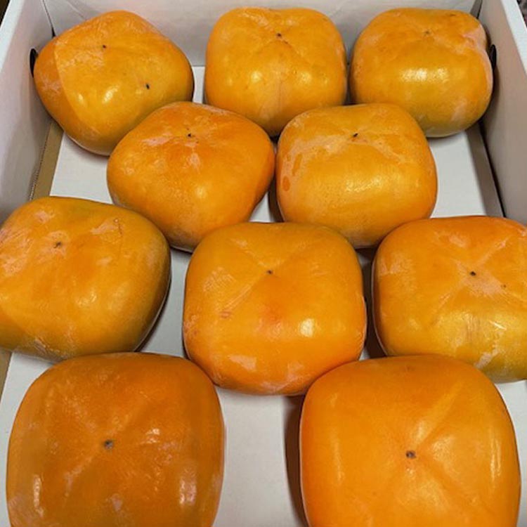 【ふるさと納税】大玉サイズの平たねなし柿「クイーンパーシモン」約4kg（10玉～12玉おまかせ）◇ ※2025年10月中旬～11月上旬頃に順次発送予定