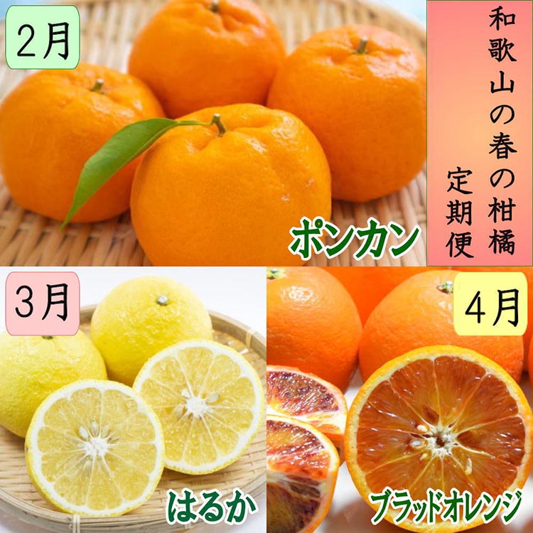 【ふるさと納税】〈定期便〉【2・3・4月 全3回】和歌山の春の柑橘（ポンカン・はるか・ブラッドオレンジ）