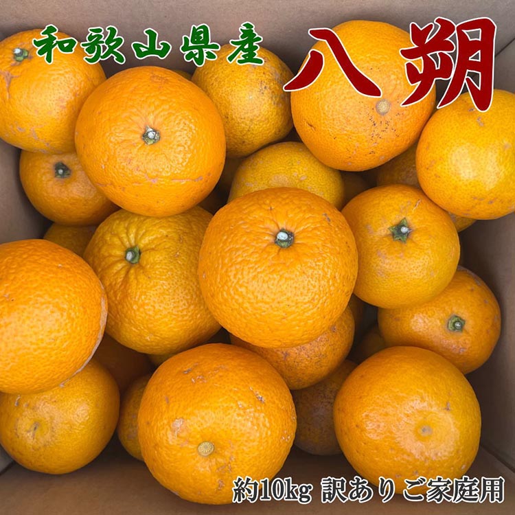 【ふるさと納税】【手選果　訳あり】和歌山由良町産八朔約10kg(サイズ混合・ご家庭用) ※2026年1月中旬～2月下旬頃に順次発送予定
