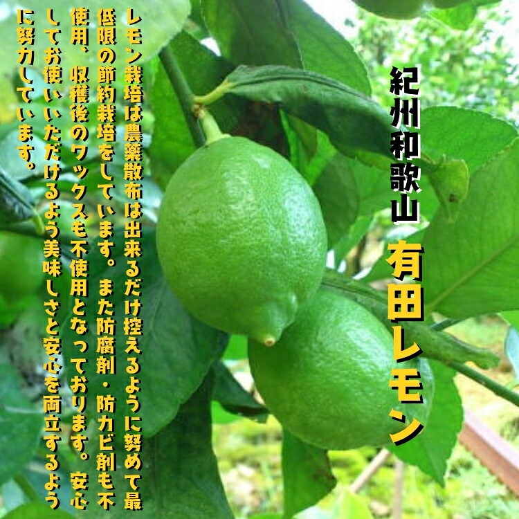【ふるさと納税】＼選べる内容量／【国産】紀州和歌山 有田レモン 1kg 2kg 3kg +200g(傷み補償分)｜和歌山県美浜町