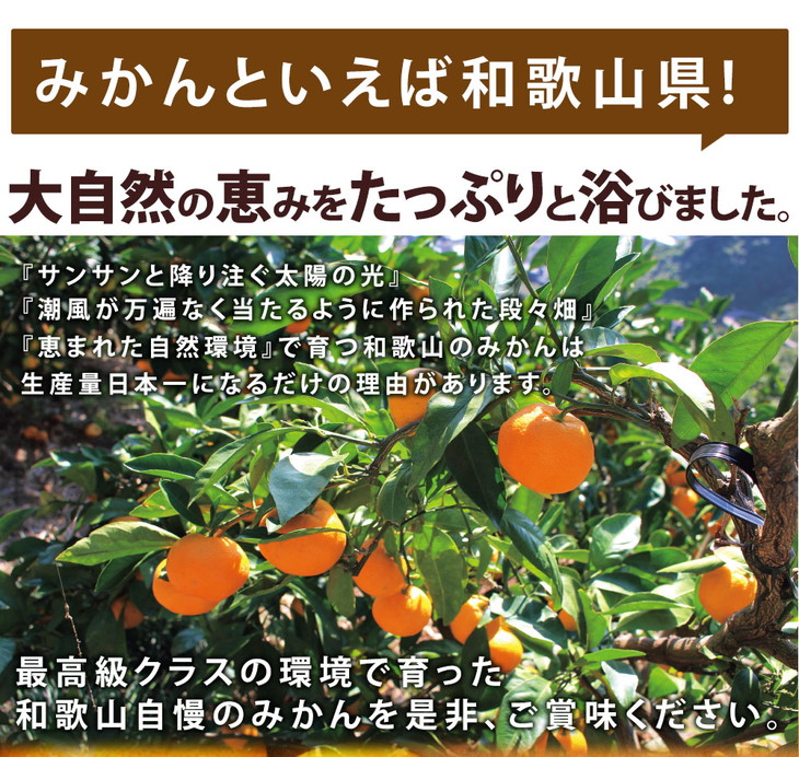 農園直送 濃厚有田みかん ご家庭用 お届け日指定不可 ※１１月下旬〜１２月下旬順次発送予定 約10kg