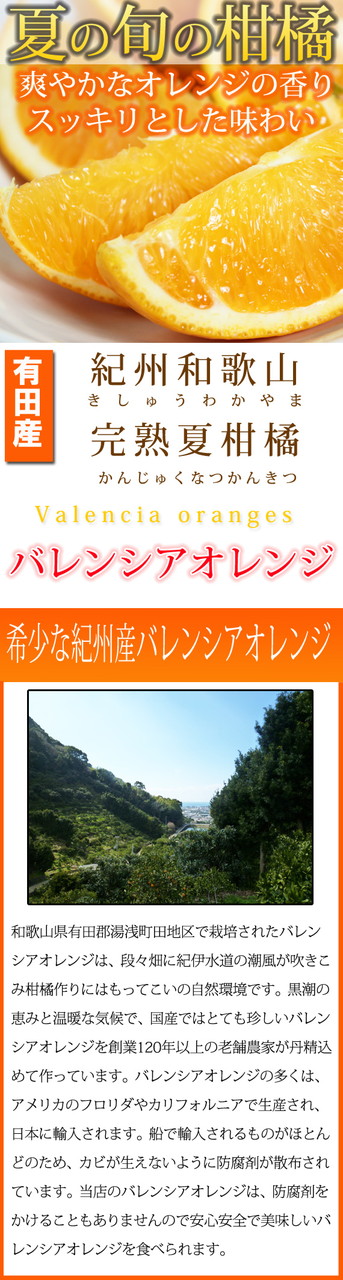 希少な国産バレンシアオレンジ 7kg※2023年6月末頃〜7月上旬頃に順次発送予定 豪華で新しい