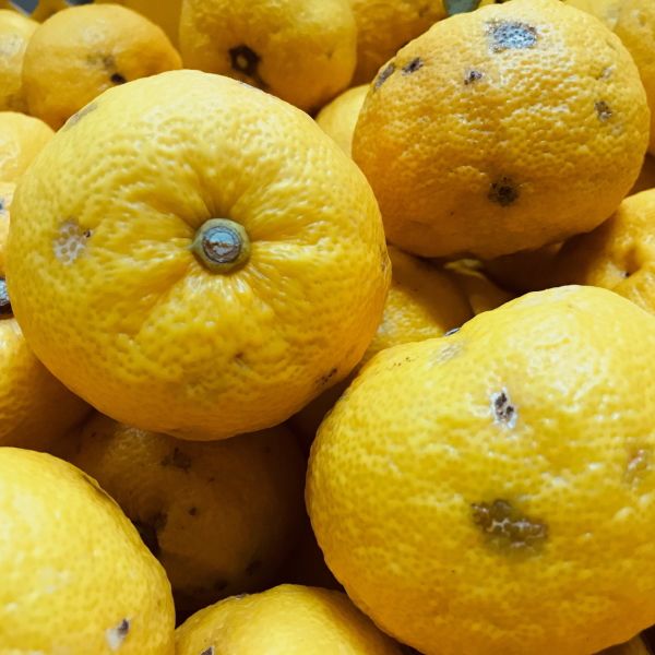 紀州和歌山の柚子(ご家庭用) 2kg | 有田 柑橘 ゆず 産地直送※沖縄県への配送不可※2022年10月下旬〜2023年2月下旬頃に順次発送予定