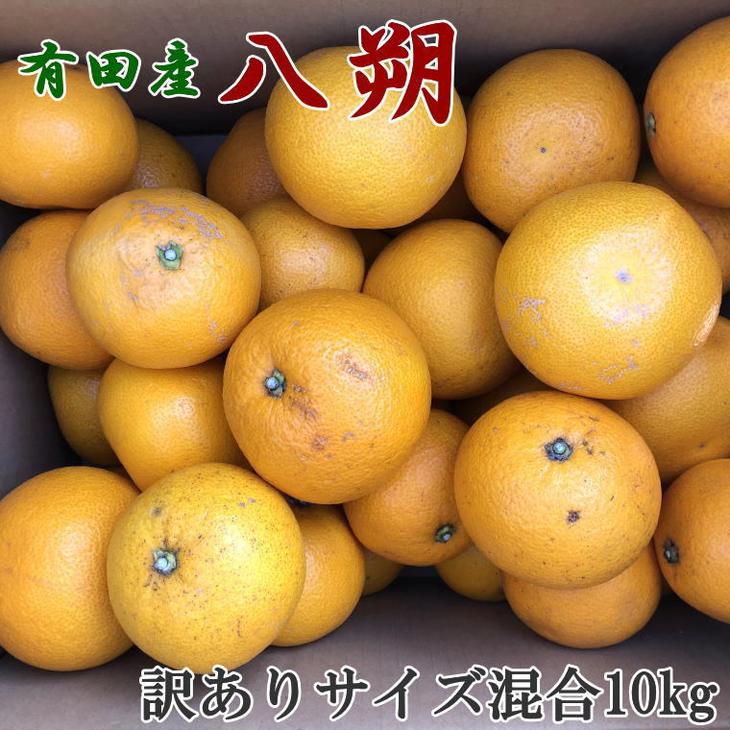 ふるさと納税 肉筆選果 訳あり 有田設定の八朔10kg 大いさ取り混ぜる 22齢1月読中旬 3月上旬潮時頃に順次差遣わす志す Daemlu Cl