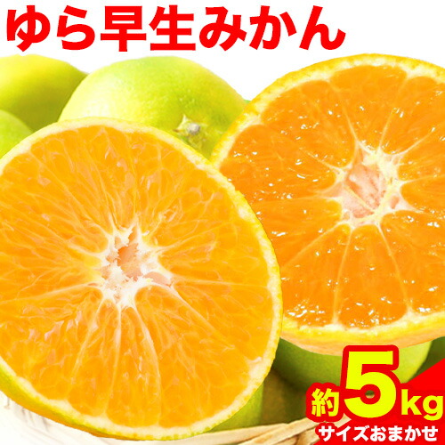 【ふるさと納税】【極早生みかんの逸品】紀州和歌山県産ゆら早生みかん 約5kg 日高町厳選館 《10月中旬-11月中旬頃出荷》 和歌山県 日高町 みかん 柑橘 早生｜和歌山県日高町