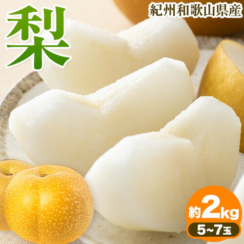 【ふるさと納税】紀州和歌山県産の梨 約2kg 5～7玉 化粧箱入 魚鶴商店《8月中旬-9月上旬より発送予定(土日祝除く)》和歌山県 日高町 和歌山県産 梨 なし ナシ 贈り物 ギフト