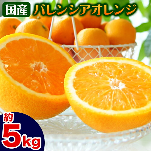 【ふるさと納税】国産バレンシアオレンジ 約5kg 主井農園《6月上旬-8月中旬頃出荷》 和歌山県 日高町 果物 フルーツ オレンジ 柑橘  みかん 蜜柑 おれんじ 送料無料