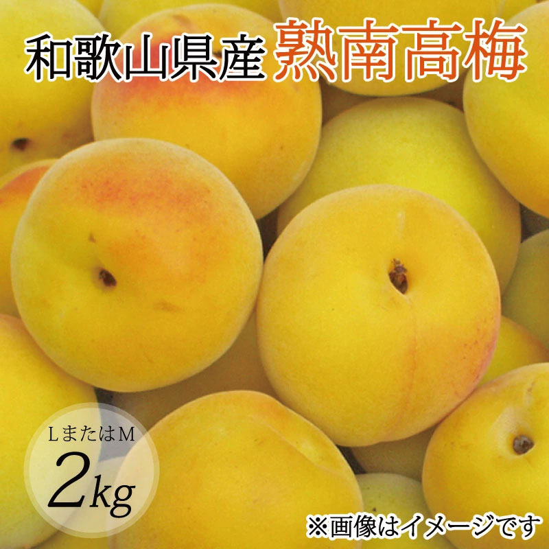 【ふるさと納税】【梅干・梅酒用】（LまたはM－2Kg）熟南高梅＜2025年6月上旬～7月7日発送予定＞フルーツ 果物 くだもの 食品 人気 おすすめ 送料無料【ART07】