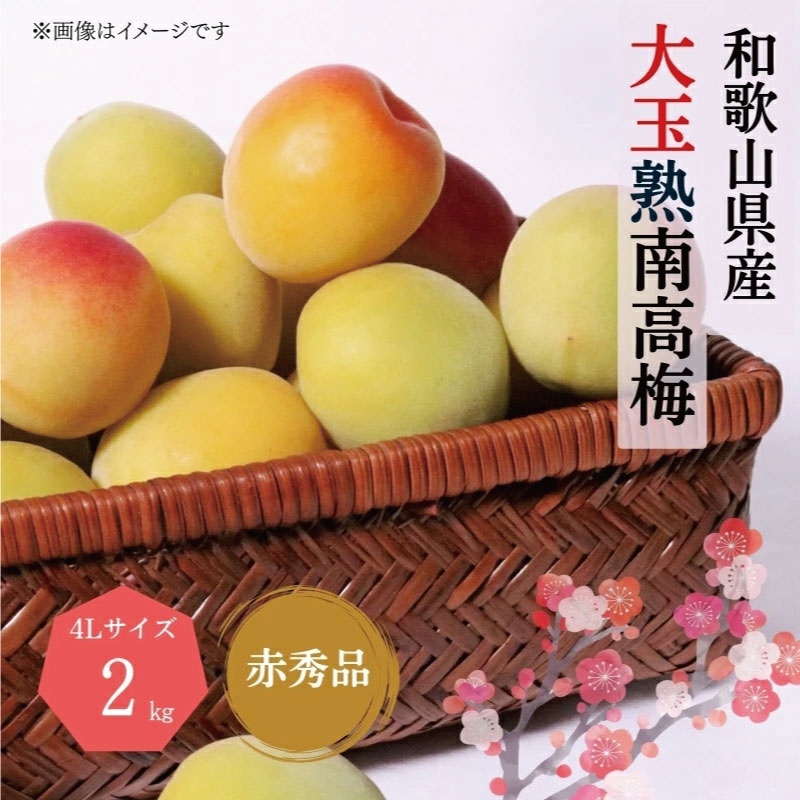 【ふるさと納税】【梅干・梅酒用】大玉4Lサイズ約2kg 熟南高 生梅 赤秀品＜2025年6月上旬～7月7日発送予定＞【ART01】 | フルーツ 果物 くだもの 食品 人気 おすすめ 送料無料