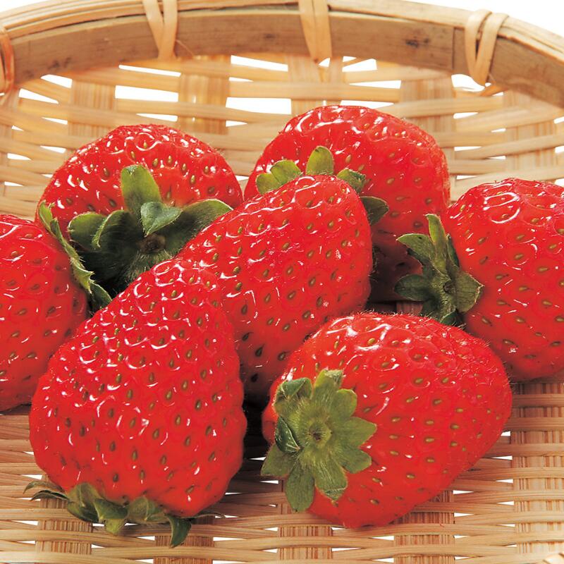 【ふるさと納税】【ご家庭用（簡易包装）】和歌山県産まりひめ　１箱（２パック入り）＼配送月が選べる／1月・２月 / いちご まりひめ ご家庭用 和歌山県産