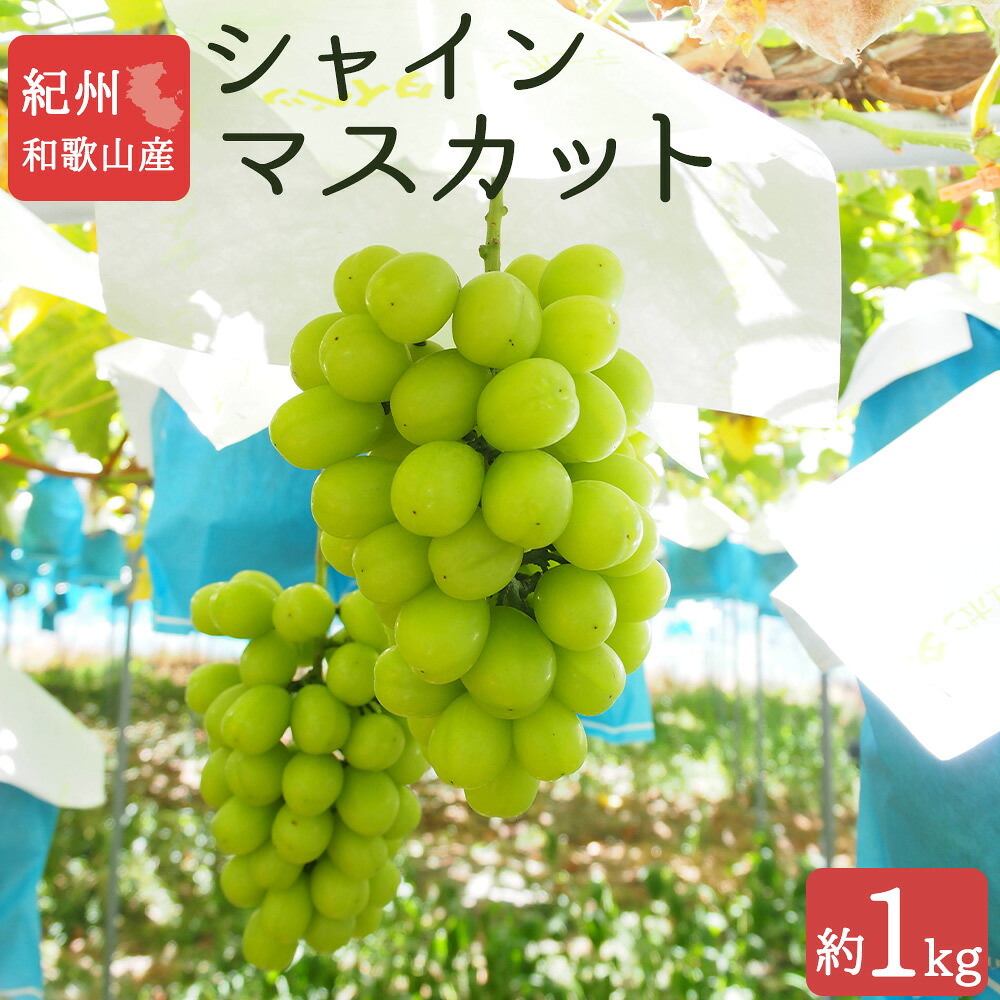 【ふるさと納税】 シャインマスカット 約1kg 紀州 和歌山 かつらぎ産【2026年8月中旬以降発送予定】【UT118】｜和歌山県由良町