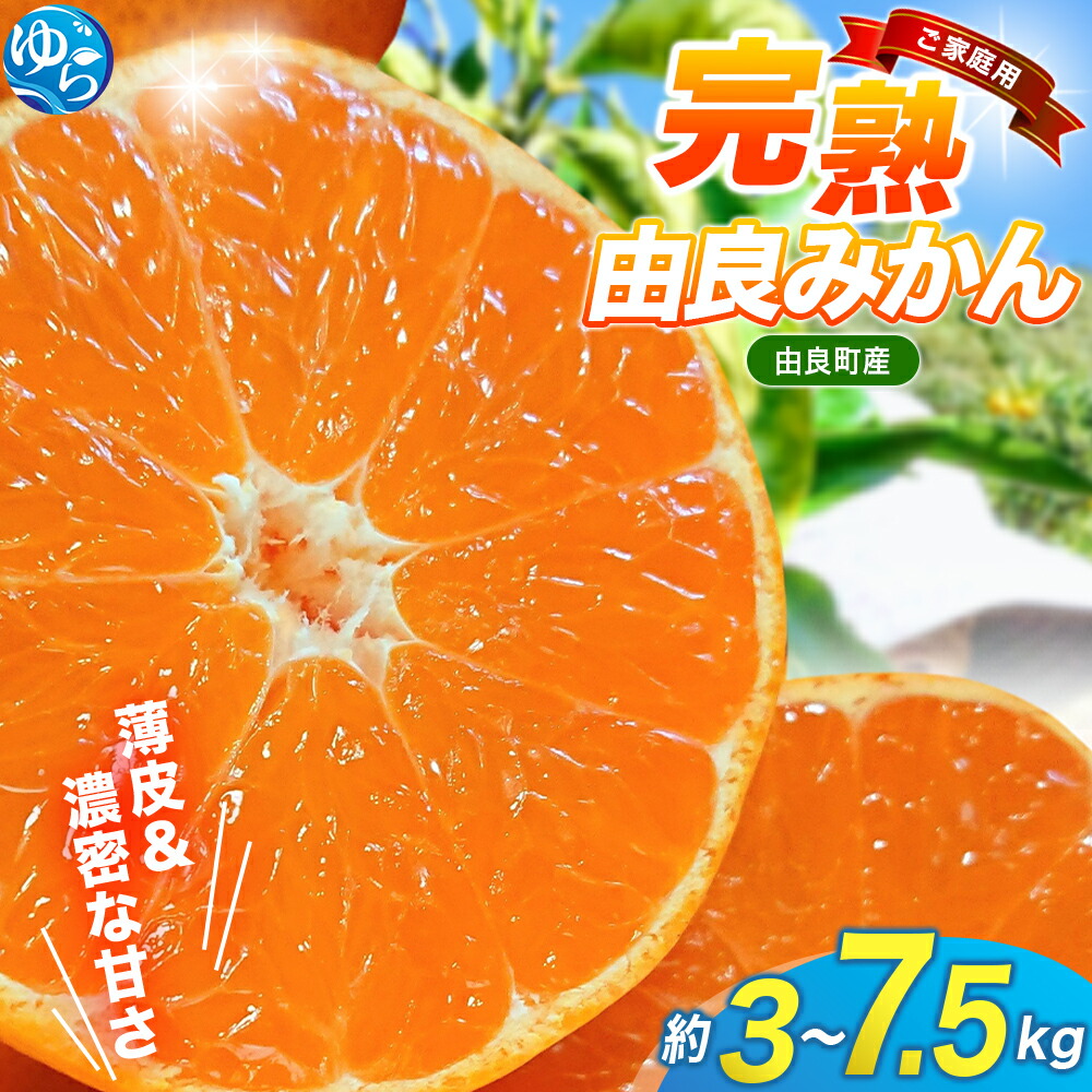 梅太とみかん出品 楽天市場】【ふるさと納税】 みかん 完熟 こつぶ 由良 / 温州