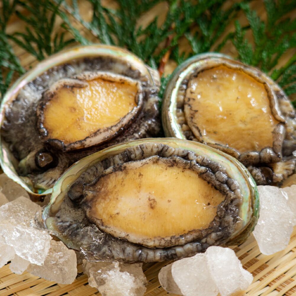 【ふるさと納税】天然メガイアワビ1kg！【素潜り漁師直送】2026年3月1日より順次発送予定 | あわび 鮑 メガイあわび 魚介類 水産 食品 海産物 和歌山県 由良町 送料無料 人気 おすすめ 送料無料
