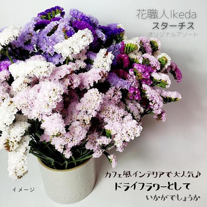 市場 ふるさと納税 花職人ikeda 生花 スターチス