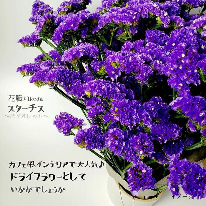 市場 ふるさと納税 生花 スターチス 花職人ikeda