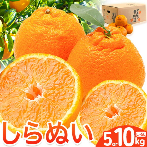 【ふるさと納税】【先行予約】不知火 ( デコポン と同品種 ) しらぬい 約 5kg  または 10kg (L～5Lサイズ) どの坂果樹園《2026年2月中旬-4月上旬頃出荷》 和歌山県 日高川町 しらぬい 不知火 デコポン でこぽん 旬 果物 フルーツ 柑橘 産地直送 送料無料