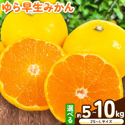 【ふるさと納税】＜先行予約＞みかん ゆら早生みかん 選べる 内容量 約 5kg (2S～Lサイズ) 約 10kg (2S～Lサイズ) どの坂果樹園《2026年10月中旬-12月上旬頃出荷予定》 和歌山県 日高川町 みかん 早生 旬 柑橘 フルーツ 果物 ミカン 蜜柑 ゆら早生｜和歌山県日高川町 7,500円