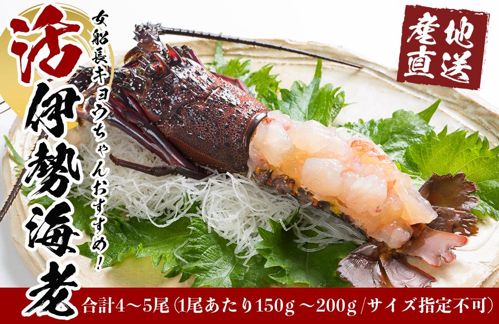 予約 女船長キョウちゃんおすすめ 産地直送 活伊勢海老 4 5尾セット ふるさと 納税 和歌山県 和歌山 白浜町 伊勢海老 海老 えび エビ お 取り寄せグルメ 海鮮 お土産 プレゼント ギフト 贈り物 伊勢エビ 食材 食品 食べ物 たべもの 高級 海の幸 おつまみ Fucoa Cl