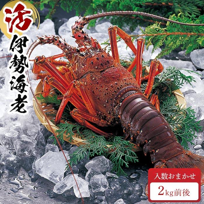 【ふるさと納税】活 伊勢海老 合計約2kg セット 訳あり ２番手 | 楽天ふるさと 納税 和歌山県 和歌山 白浜町 伊勢海老 海老 えび エビ お取り寄せグルメ 海鮮 お土産 プレゼント ギフト 伊勢エビ 食品 食べ物 高級 海の幸 おつまみ つまみ 酒の肴 酒のつまみ イセエビ 産直