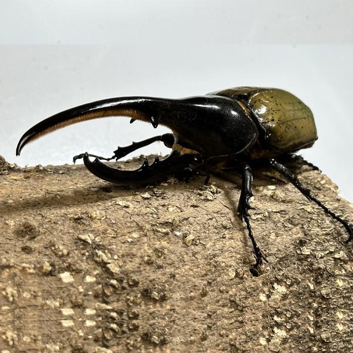 【ふるさと納税】【先行予約】ヘラクレスオオカブトペア（オス120mm～130mm前後・メスフリー）※配送不可地域あり【2025年4月より順次発送】 | ヘラクレスオオカブト オス メス 各1匹 飼育セット カブトムシ 昆虫 成虫 子供 観察 飼育 和歌山県 和歌山 白浜町 白浜画像
