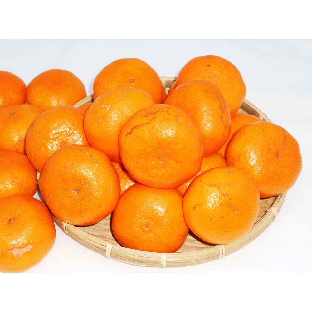 【ふるさと納税】紀州完熟みかん 10kg（家庭用大玉・2L又は3L） | フルーツ 果物 くだもの 食品 人気 おすすめ 送料無料