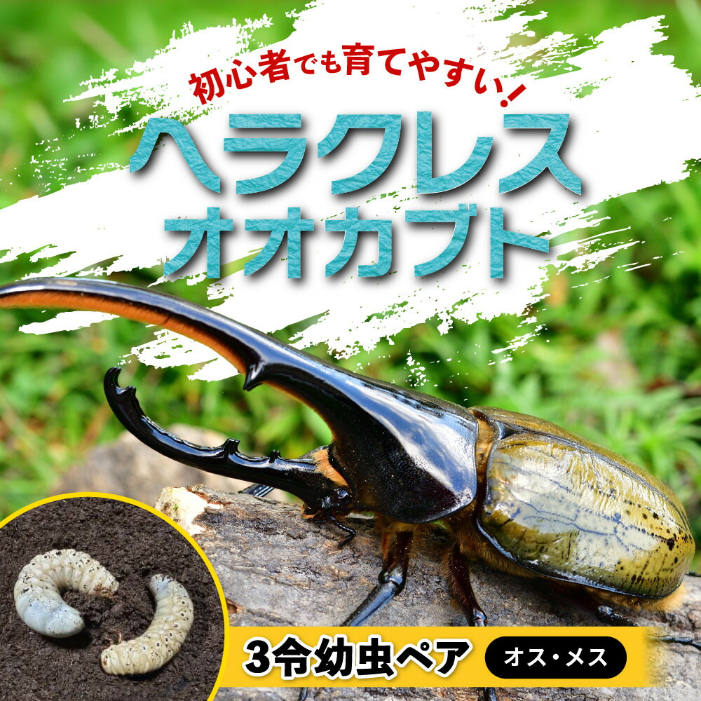 【ふるさと納税】【先行予約】ヘラクレスオオカブト3令幼虫ペア ※育て方の説明書付き※配送不可地域あり【2026年6月から順次発送】 | 白浜町 昆虫飼育 ヘラクレスオオカブト 幼虫ペア 育成セット 人気 おすすめ 自由研究 ペット 生き物観察 飼育キット 夏休み教材