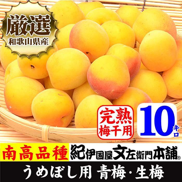 【ふるさと納税】南高梅【完熟】黄色10kg ■特大サイズ 梅干用フレッシュ青梅（生梅）／紀伊国屋文左衛門本舗 | 上富田町 紀州産 完熟青梅 特大サイズ 梅干し用 果実加工 人気 おすすめ 青梅 南高梅 和歌山県産 梅仕事 お取り寄せ 送料無料 ふるさと納税