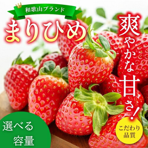【ふるさと納税】 【先行予約】 まりひめ いちご 12粒～15粒入り 【選べる容量】500g 1kg2026年1月中旬～2026年3月中旬頃に順次発送予定（お届け日指定不可）/ 苺 和歌山 フルーツ 果物 くだもの