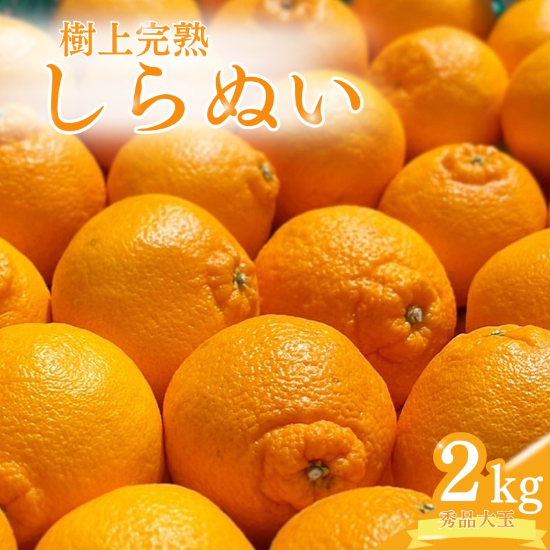 【ふるさと納税】【先行予約】希少な樹上完熟　しらぬい（不知火） 秀品大玉 約2kg(6個) 2027年2月末～2027年3月末頃に順次発送予定（お届け日指定不可）/ 和歌山 みかん しらぬい 不知火 フルーツ 柑橘 蜜柑 果物 くだもの｜和歌山県すさみ町
