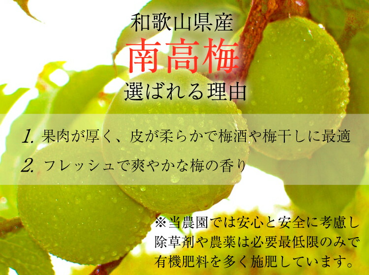 クール便込み 青森県産 送料無料 青梅 ２ｋｇ 【SALE／73%OFF】 青梅