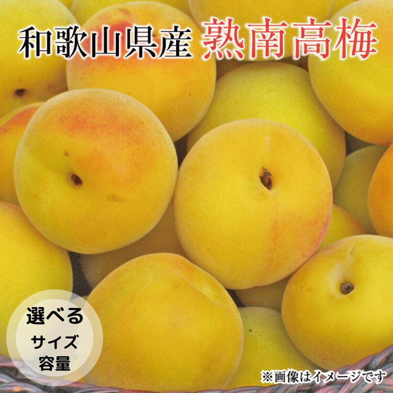 【ふるさと納税】【梅干・梅酒用】【選べる容量】【選べるサイズ】熟南高梅＜2025年6月上旬～7月上旬ごろに順次発送予定＞（お届け日指定不可）/ 梅 生梅 南高梅 青梅 完熟 梅干し 和歌山県 紀州 梅酒 梅ジュース 梅シロップ