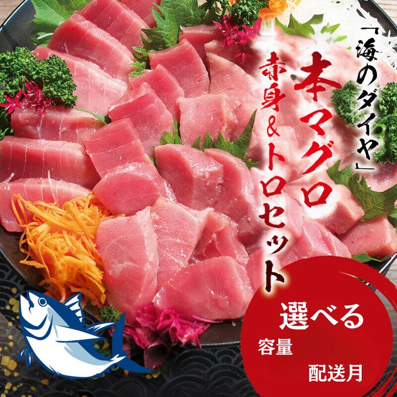 【ふるさと納税】【配送時期が選べる】 本マグロ（養殖）トロ＆赤身セット 【選べる容量】500g 1350g 3kg / 中トロ 中とろ まぐろ マグロ 鮪 赤身 柵 丼 魚 海鮮 海の幸 冷凍 限定 高級