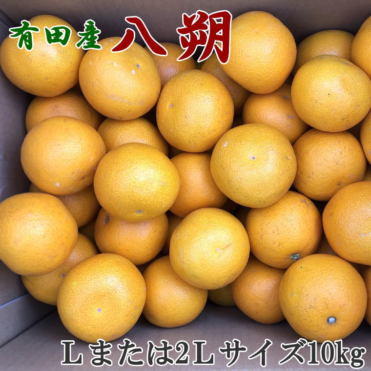 有田産の八朔10kg(Lまたは2Lサイズいずれかお届け)<2023年1月中旬〜3月上旬頃より順次発送>