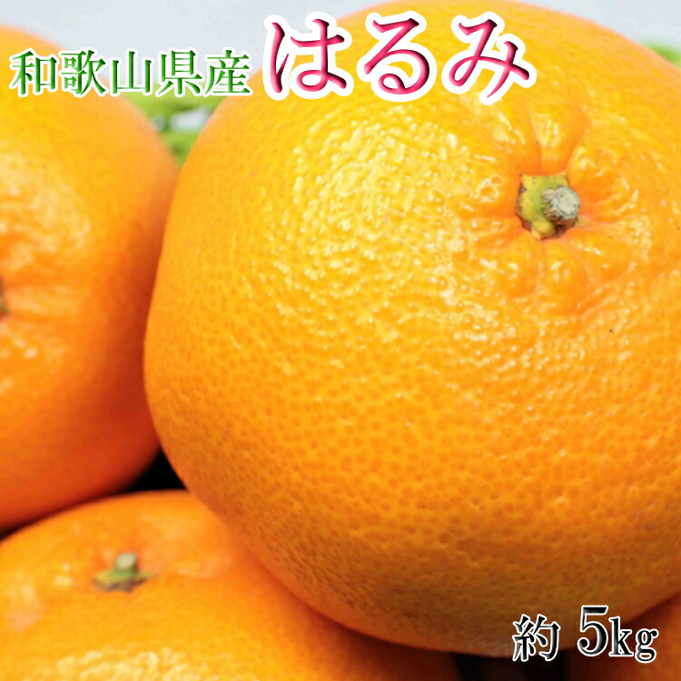 日本最大級の品揃え 和歌山県産はるみ約5kg 3L〜5Lサイズおまかせ ご家庭用 ※2023年3月上旬より順次発送予定 お届け日指定不可  fucoa.cl